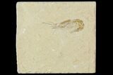Cretaceous Fossil Shrimp - Lebanon #107666-1